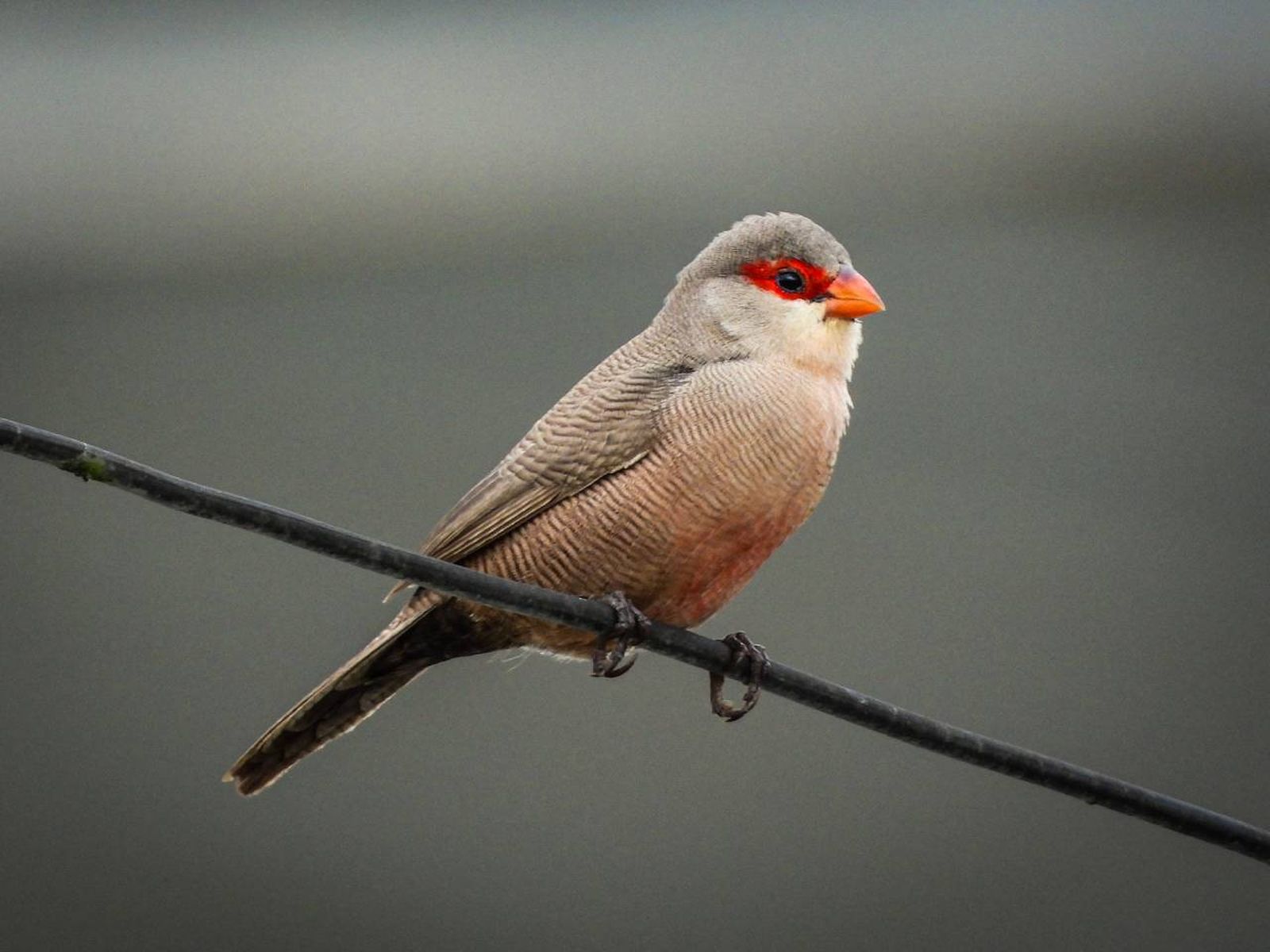 Son aves pequeñas con una longitud media de 10 a 12 centímetros.