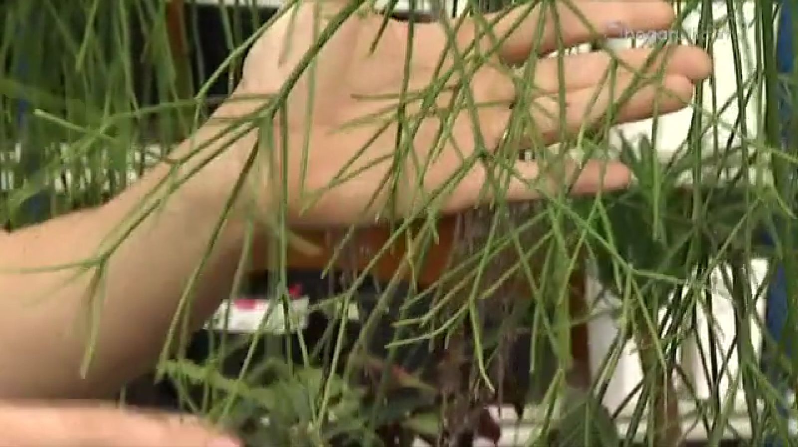 plantas crasas colgantes   Rhipsalis Baccifera plantas crasas colgantes   Rhipsalis Baccifera