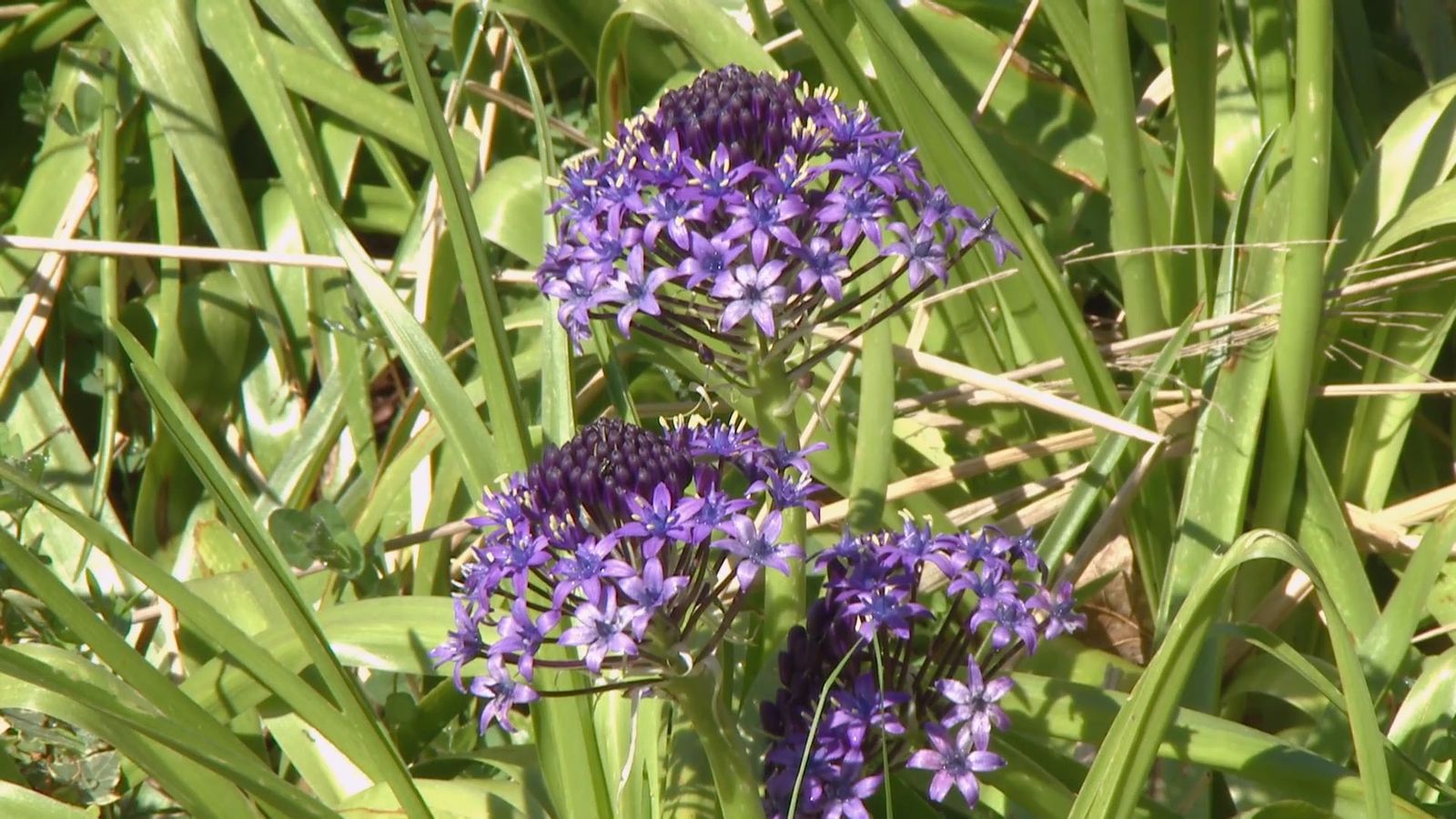 deco 693 jardineria scilla peruviana xl