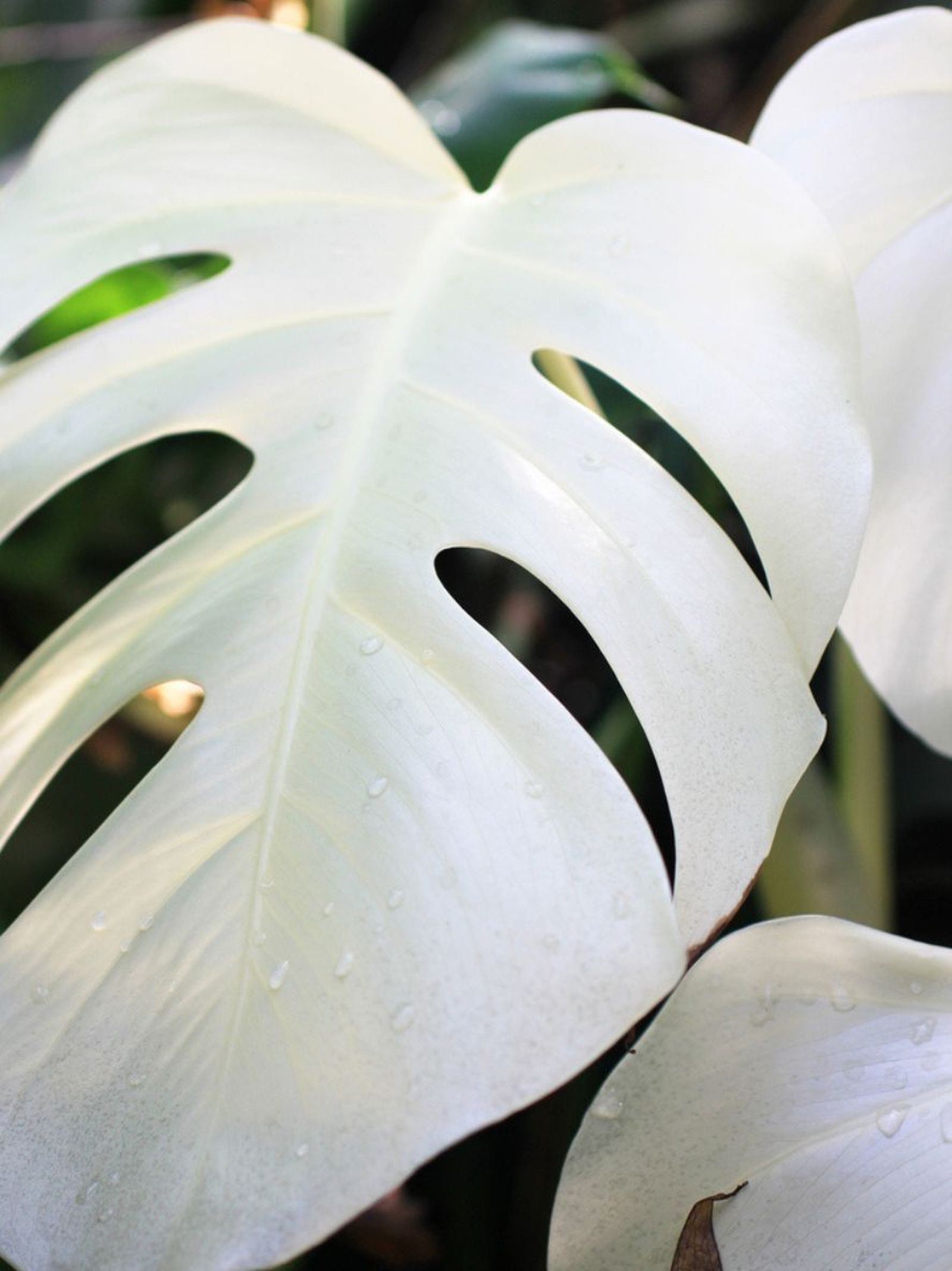 que es el albinismo en plantas que es el albinismo en plantas