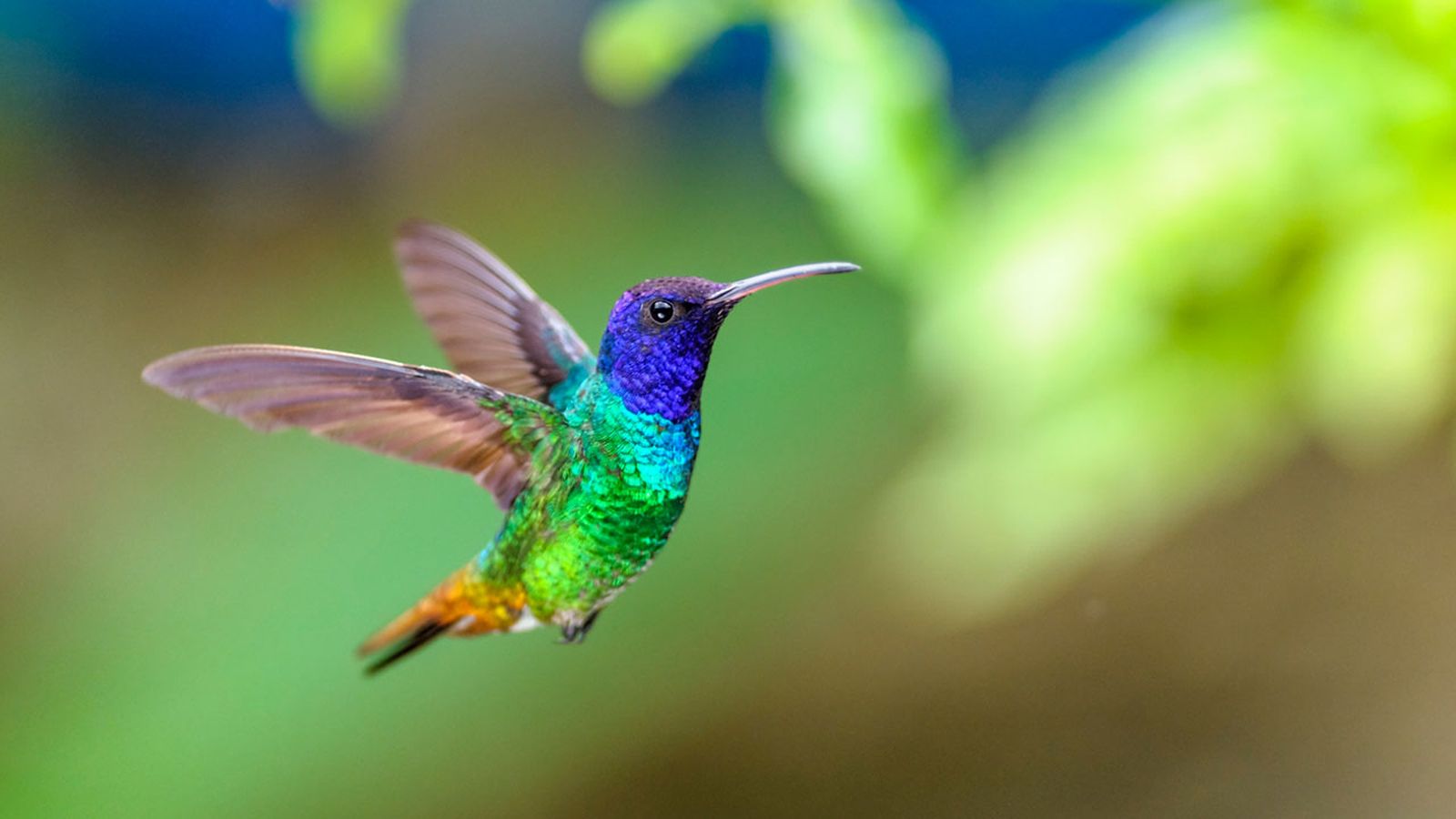 colibri colibri