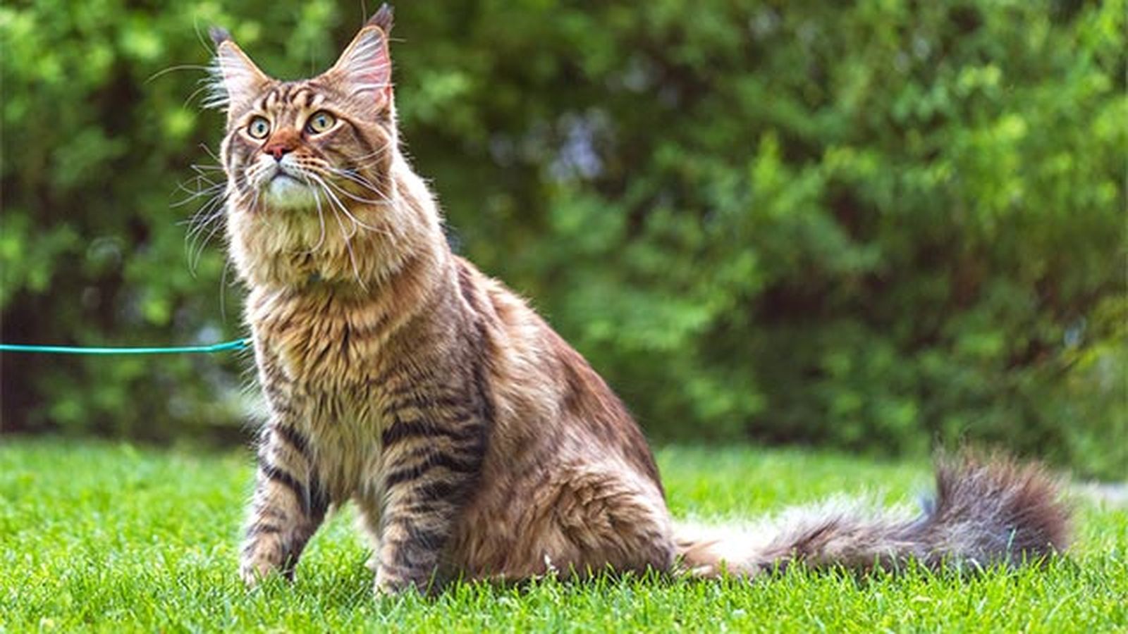 maine coon de paseo maine coon de paseo