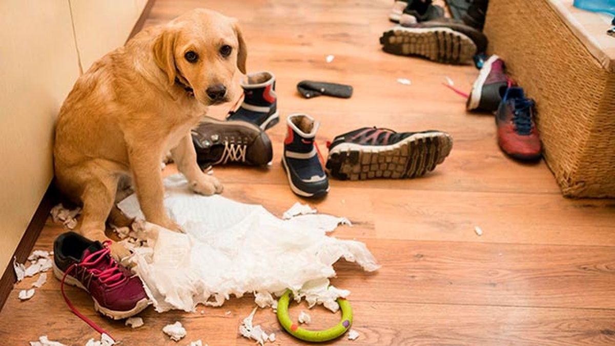 evitar perro destroce casa 1