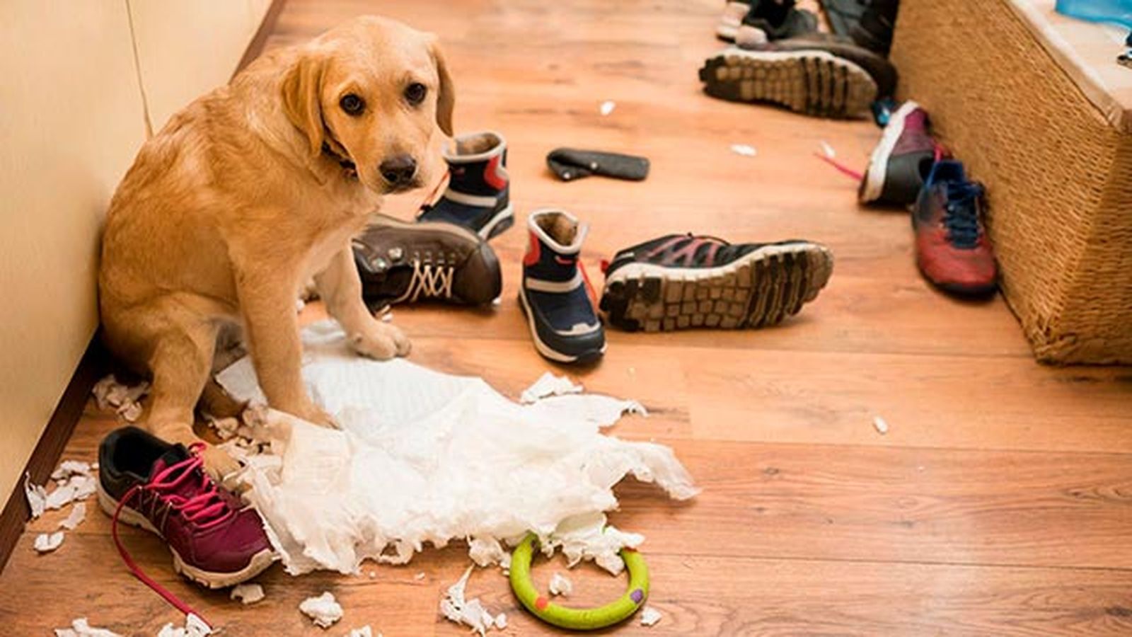 evitar perro destroce casa 1 evitar perro destroce casa 1