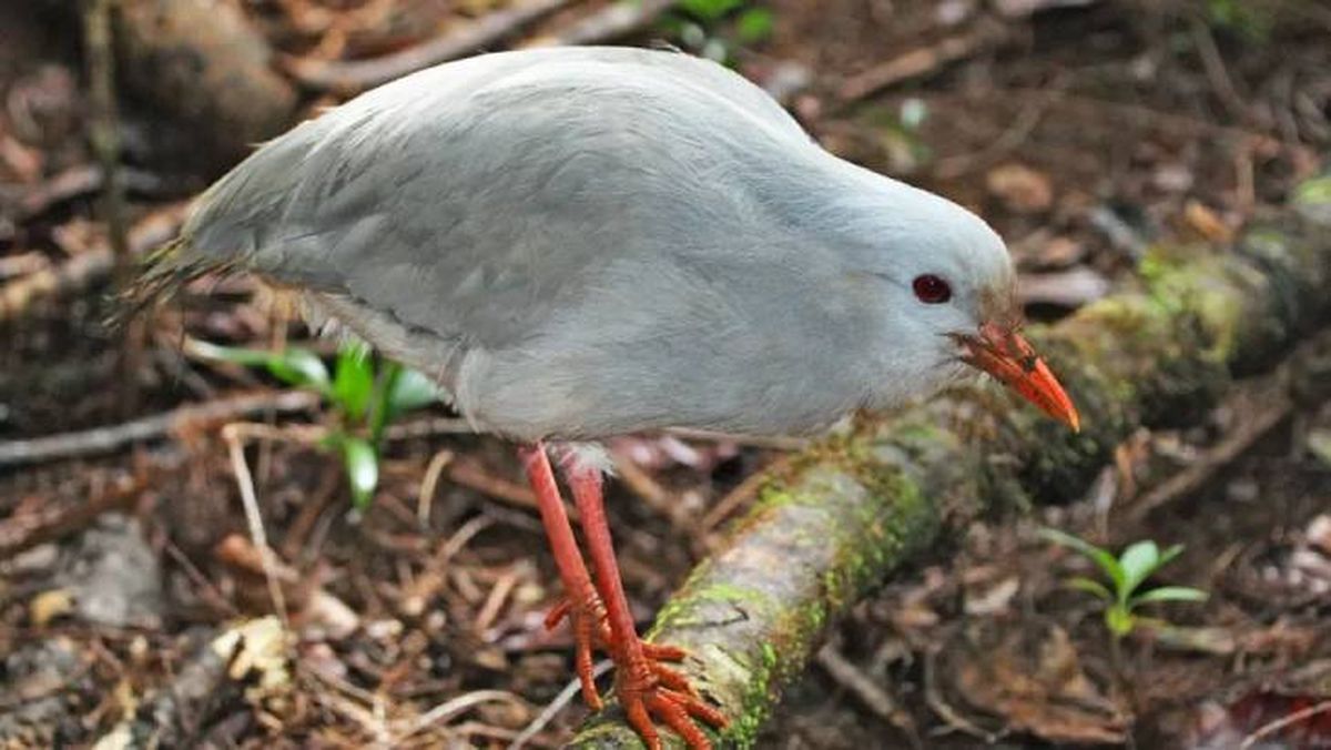 animales que empiezan por k kagu (1)