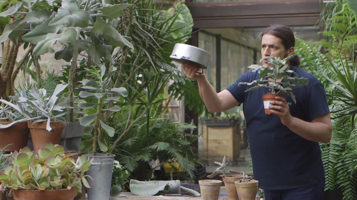 brico 1020 jardin kalanchoe beharensis puchero