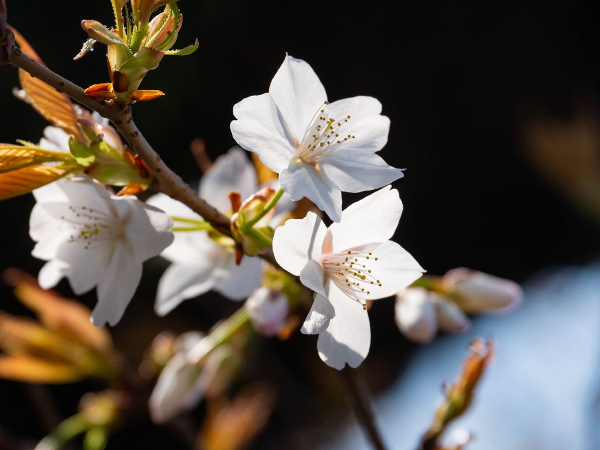 La variedad más antigua