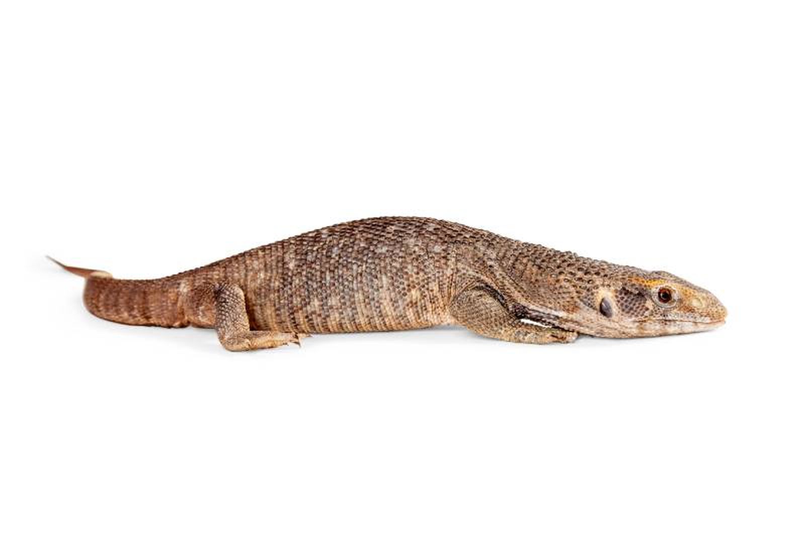 Este reptil puede comer serpientes, pequeños insectos, otros reptiles, aves, huevos e incluso, carroña. Este reptil puede comer serpientes, pequeños insectos, otros reptiles, aves, huevos e incluso, carroña.