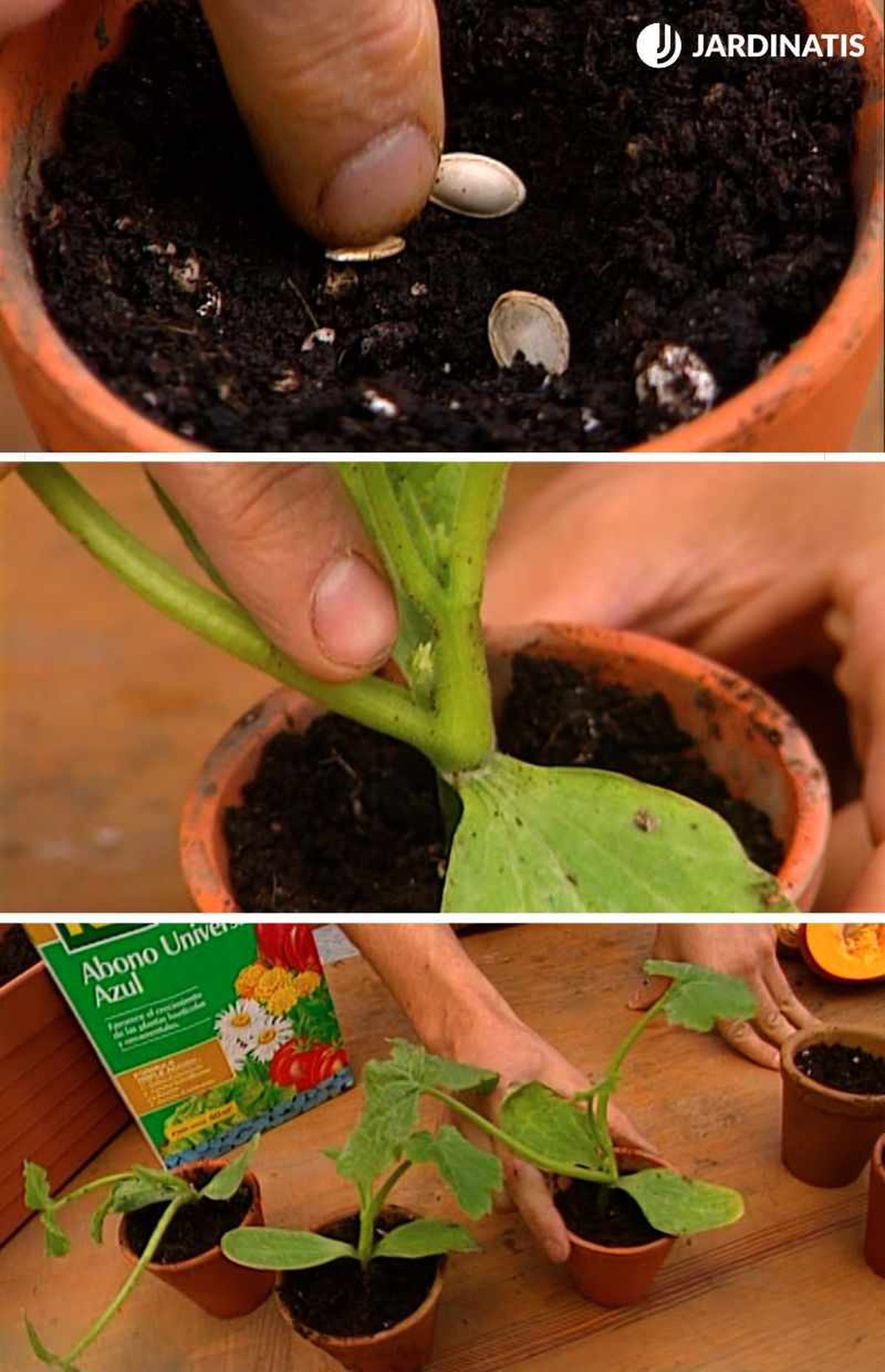 Germinarán dos semanas más tarde