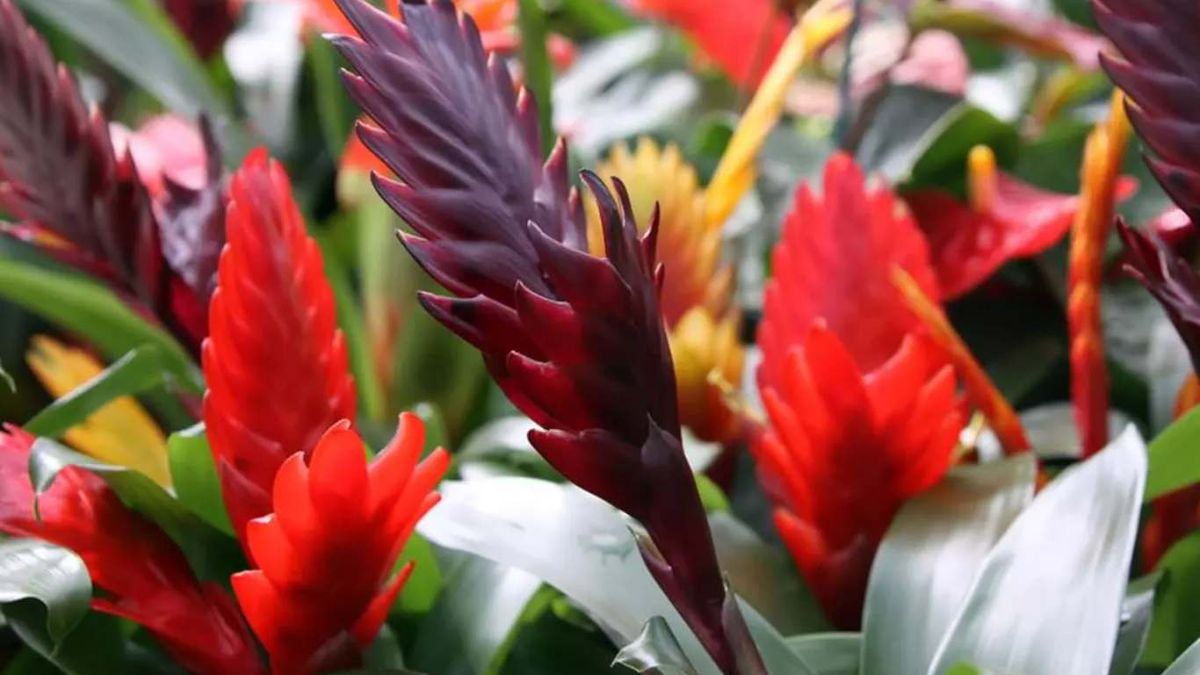 Vriesea splendens, una bromelia epífita.