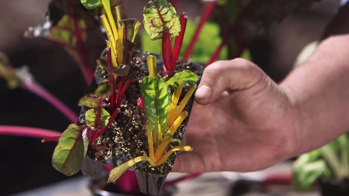 Planteles de acelgas de colores