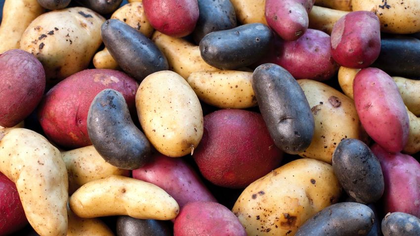 Tipos de patatas