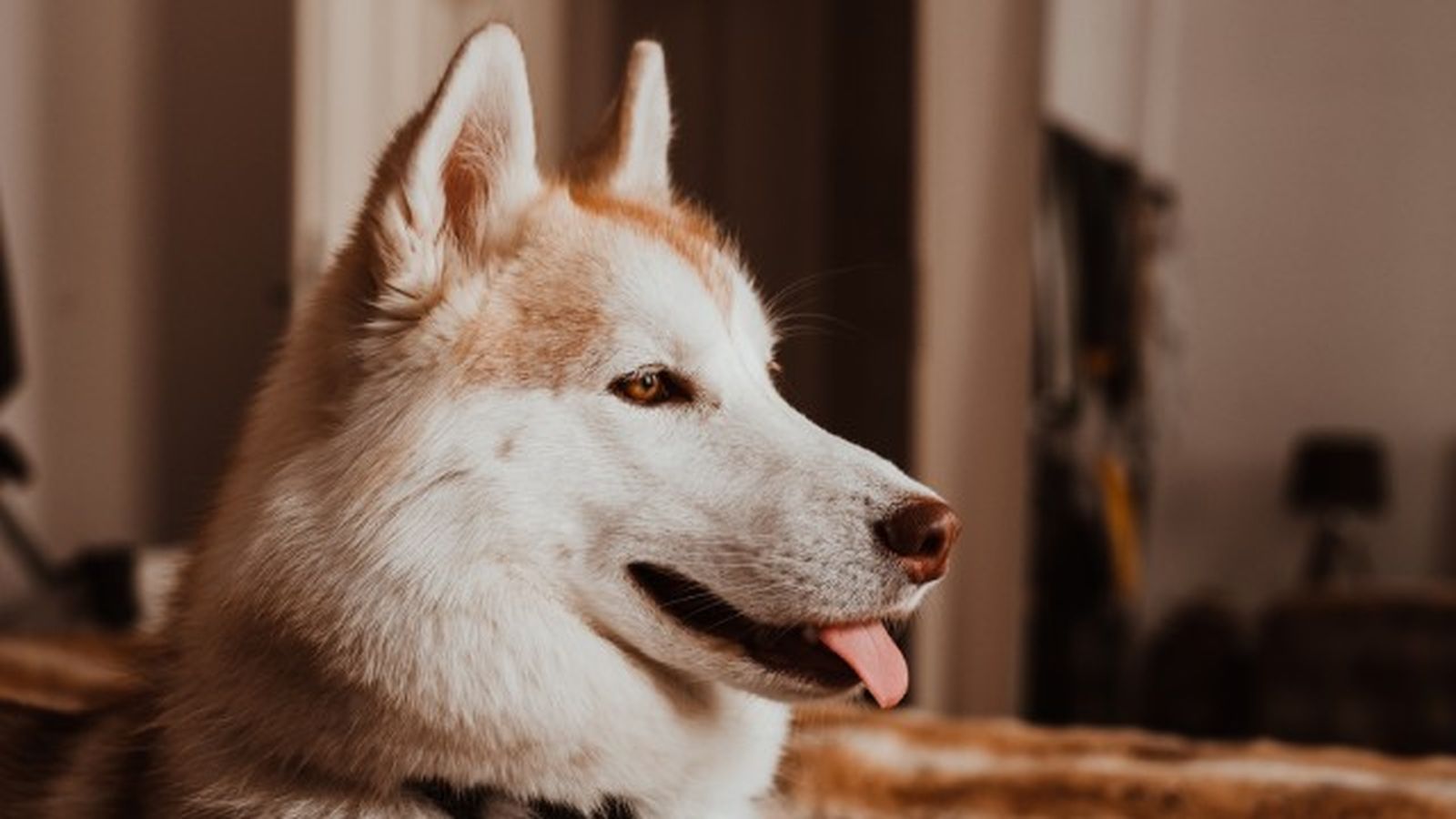 husky siberiano 9 husky siberiano 9