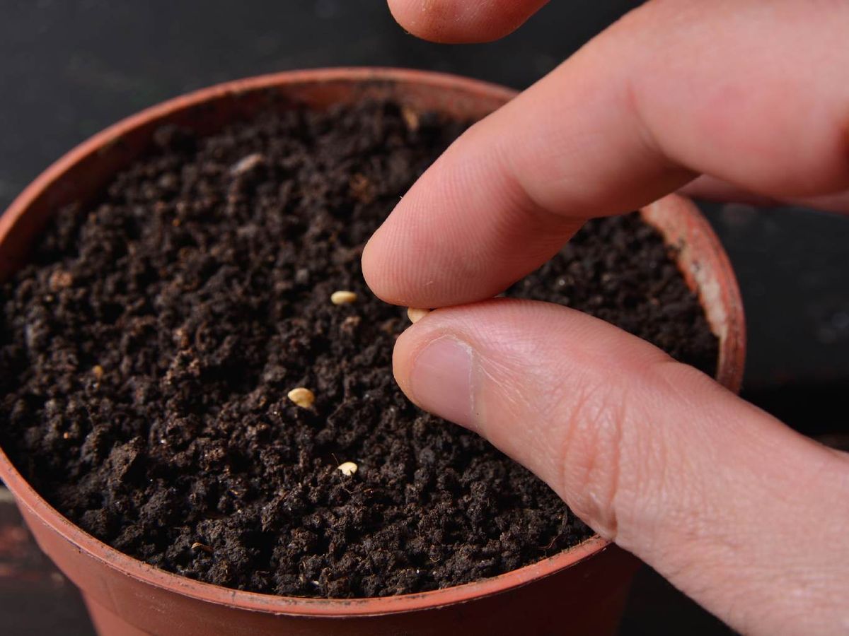 Siembra de semillas en tiesto.