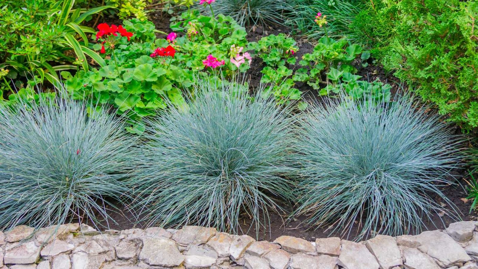 Festuca glauca, también conocida como festuca azul