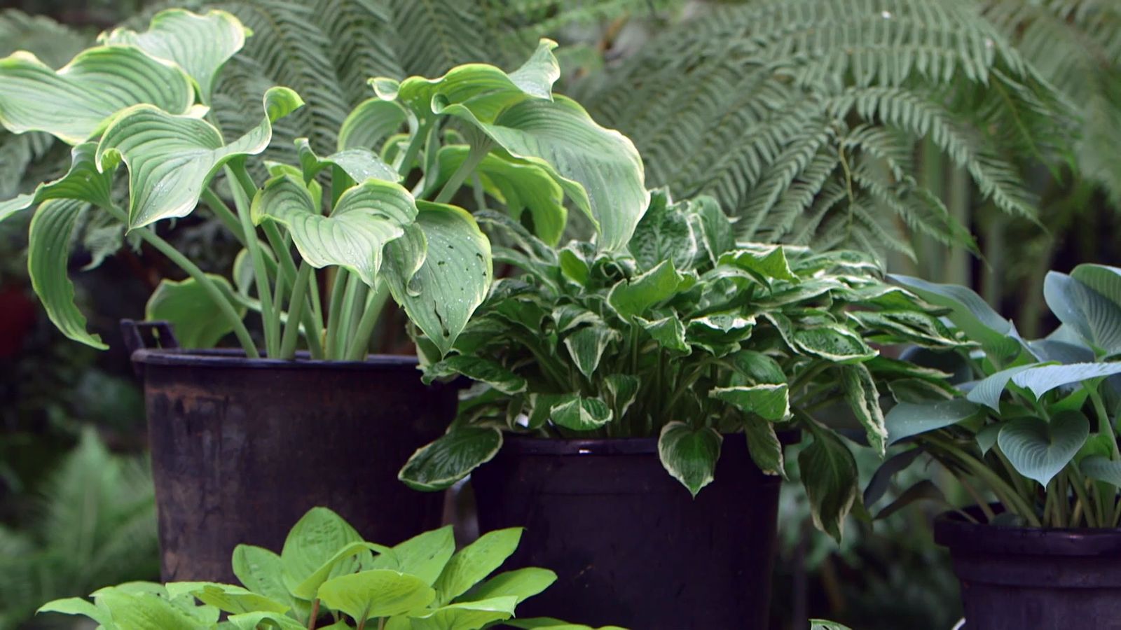 bBrico 953 3 cinta cobre plaga caracoles hostas caracteristicas bBrico 953 3 cinta cobre plaga caracoles hostas caracteristicas