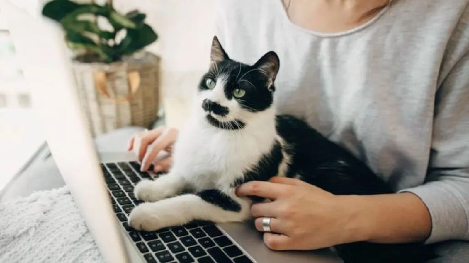 frases de gatos 2 frases de gatos 2