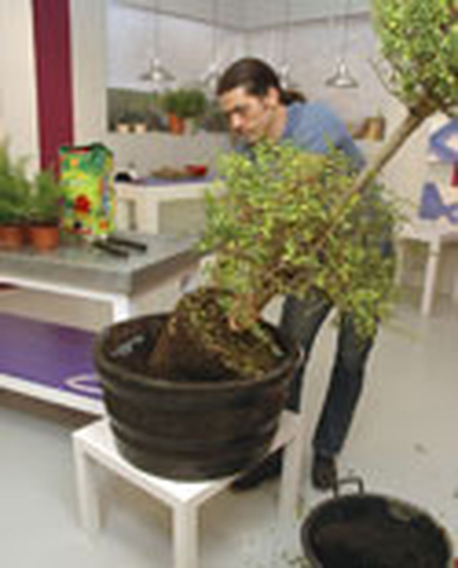 77505 aligustre p03 77505 aligustre p03