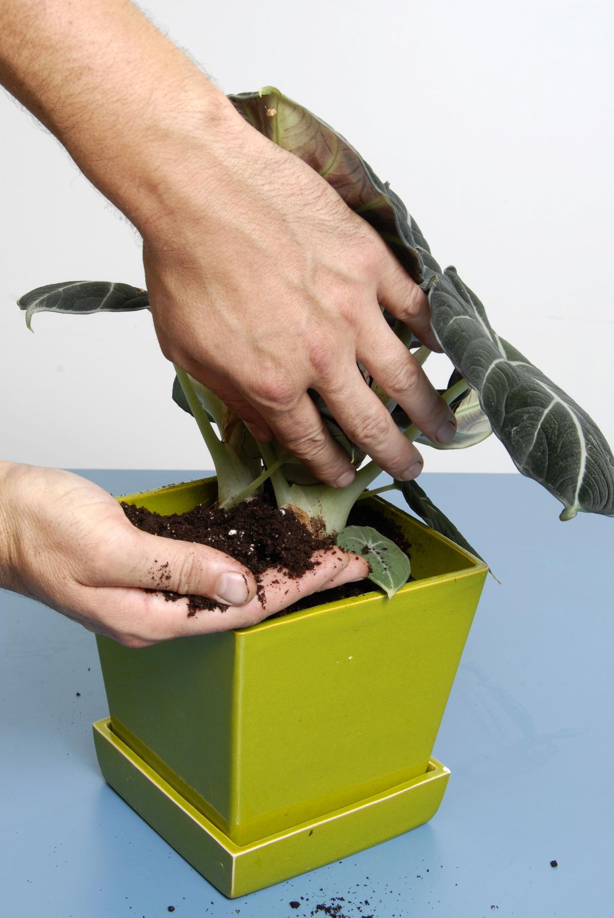 deko0218 plantas pequenas hojas grandes composicion 04