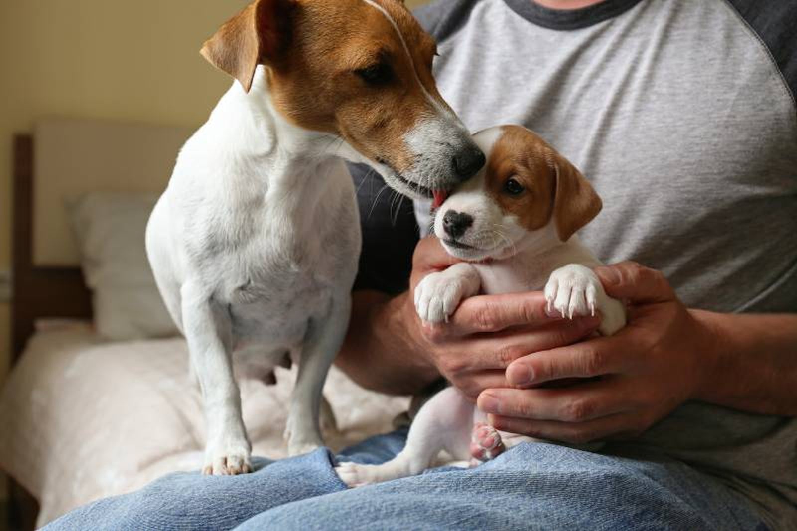 El objetivo es siempre que los dos perros se conozcan de forma tranquila y respetuosa. El objetivo es siempre que los dos perros se conozcan de forma tranquila y respetuosa.