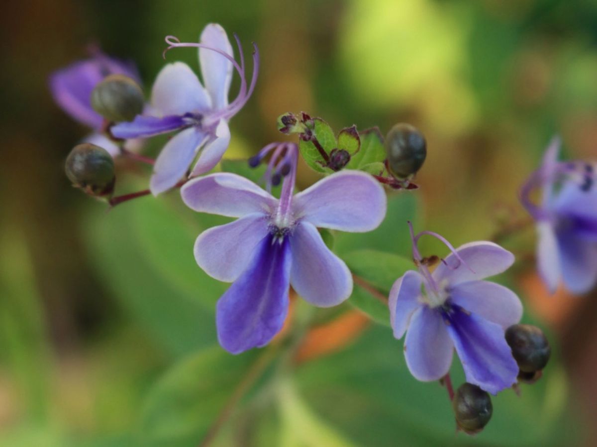 Arbusto de mariposas azules o Rotheca myricoides.