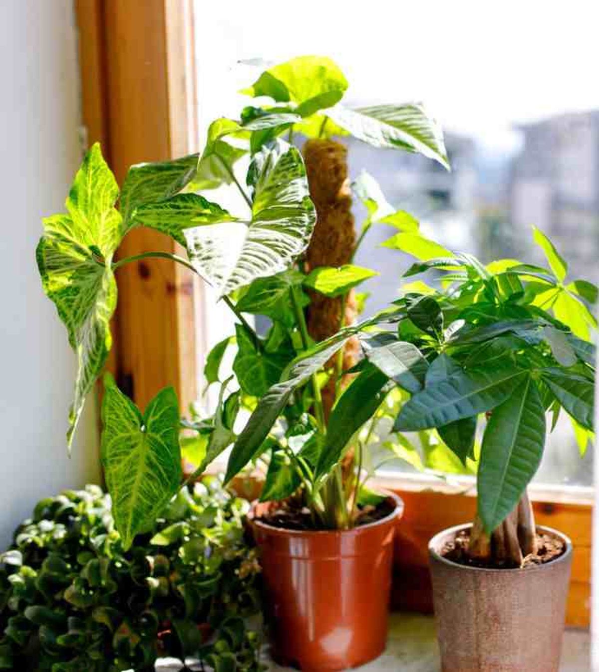 Syngonium podophyllum arrow guia