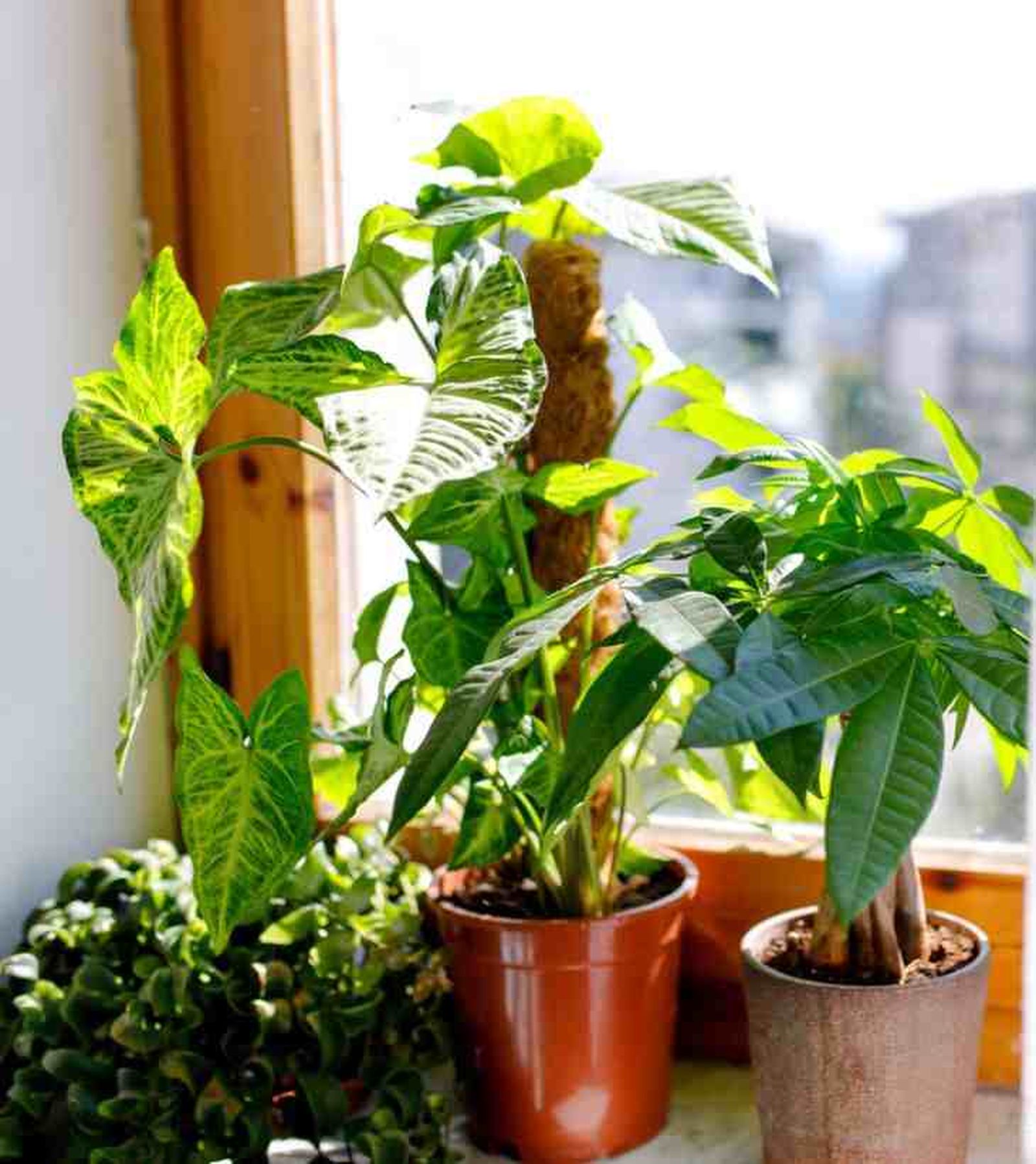 Syngonium podophyllum arrow guia Syngonium podophyllum arrow guia
