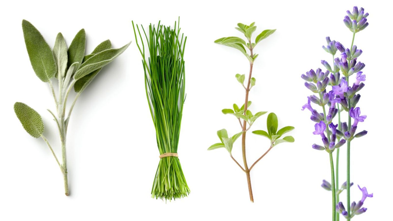Plantas aromáticas (de izq. a dcha.): Salvia, cebollino, mejorana y lavanda