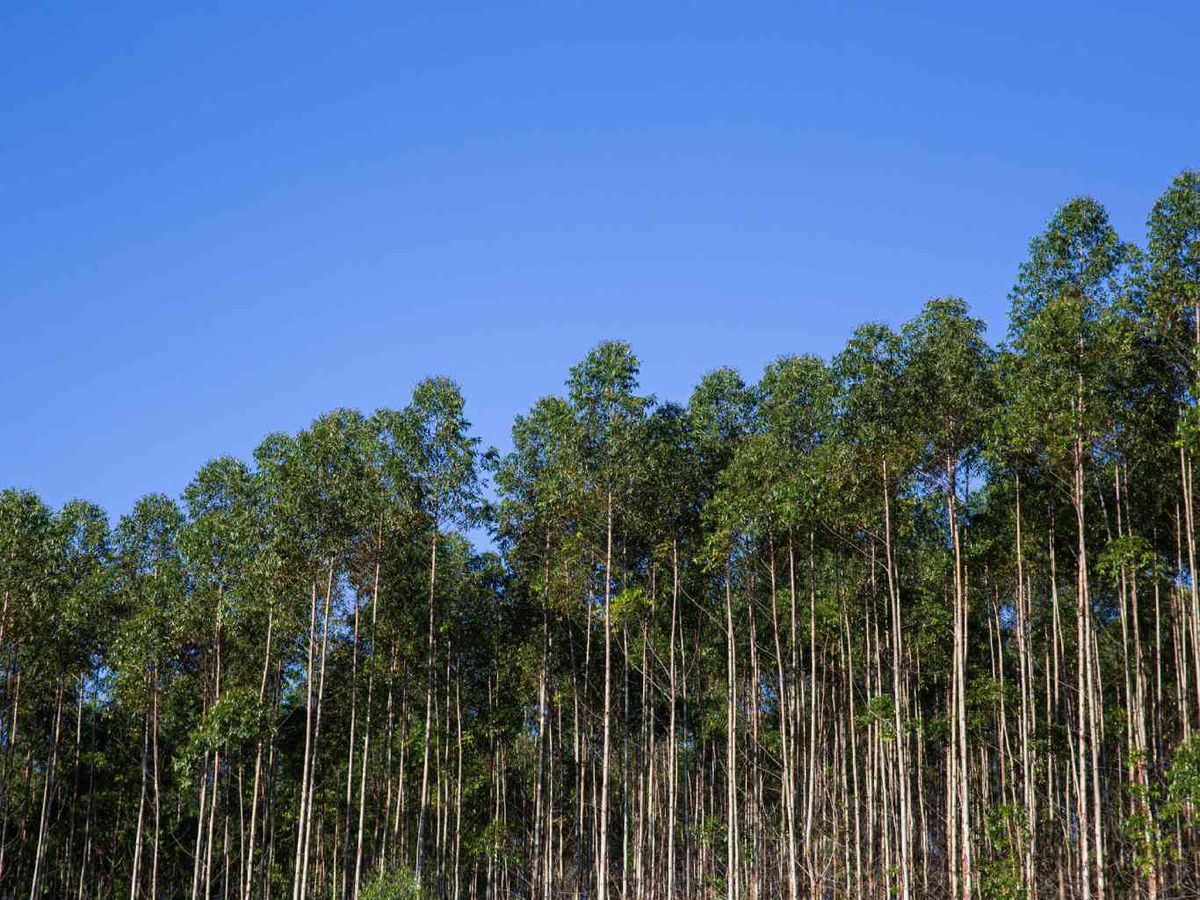 Las hojas de los eucaliptos son ricas en cineol y otros aceites esenciales.