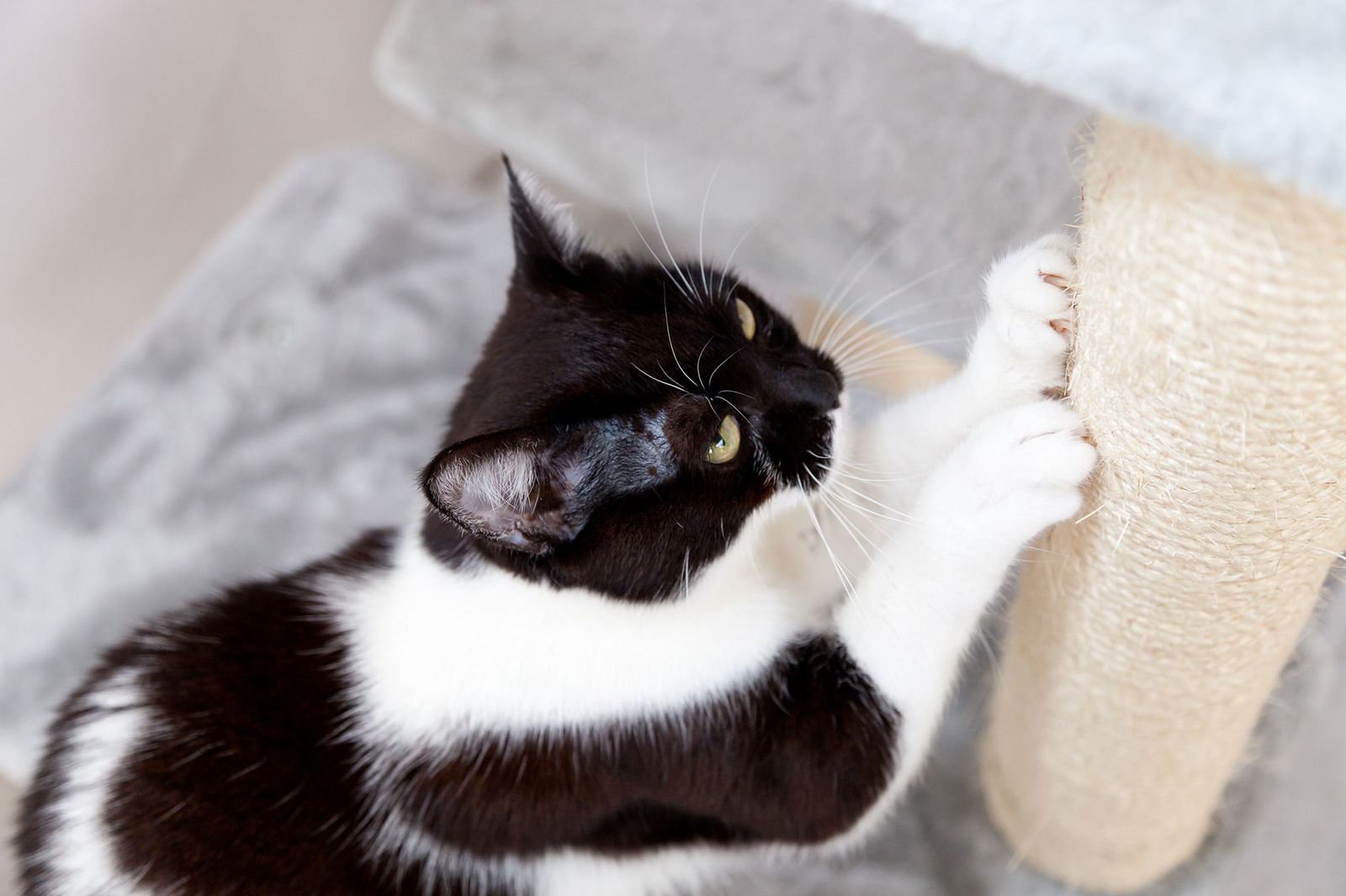 mascotas gatos rascador
