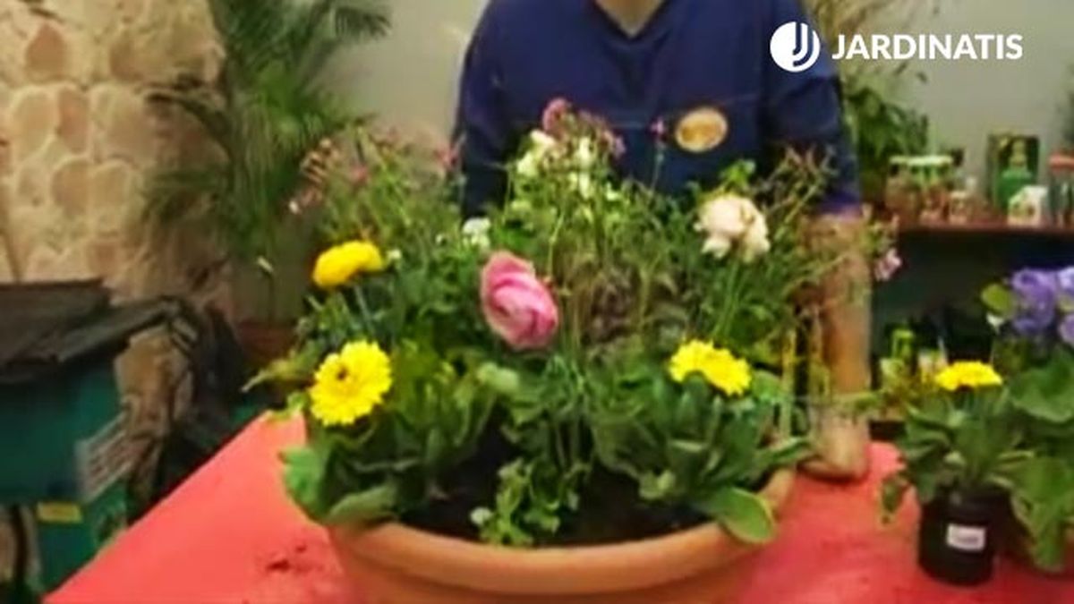 composicion floral con silene ranunculos calendulas