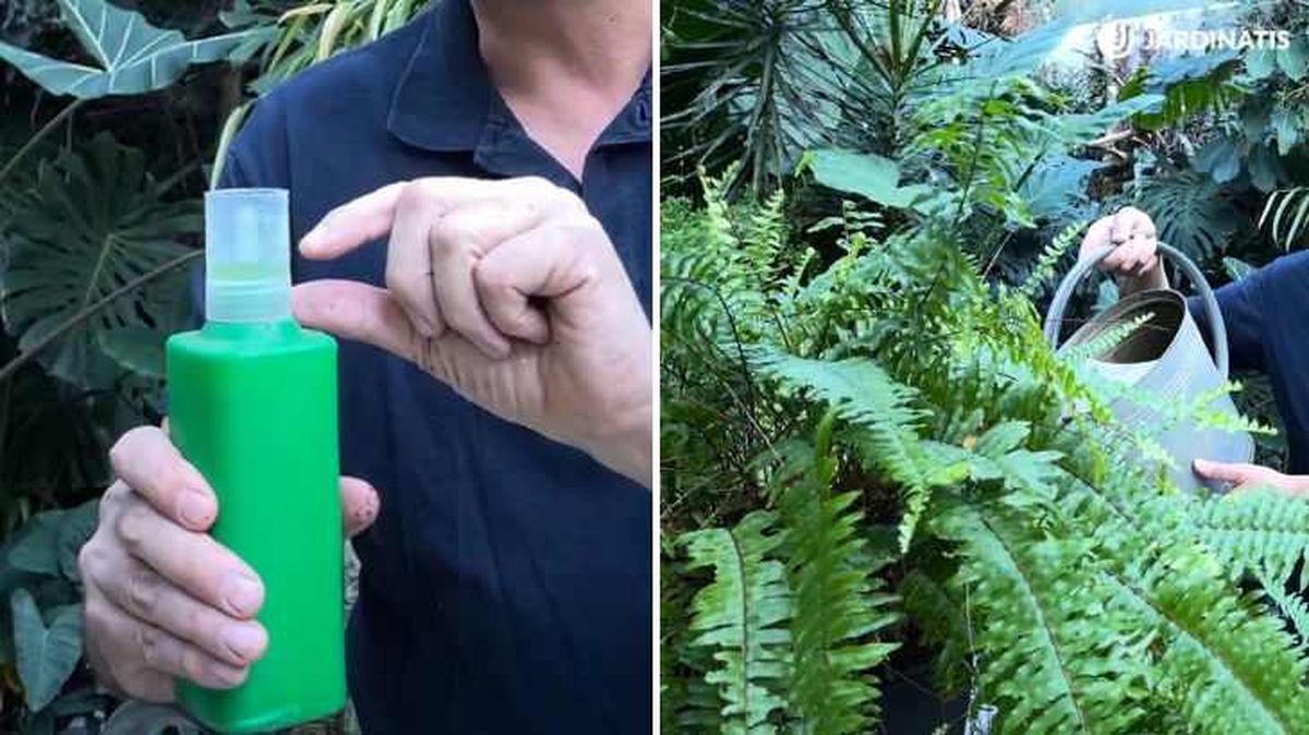 Diluye el abono a la mitad