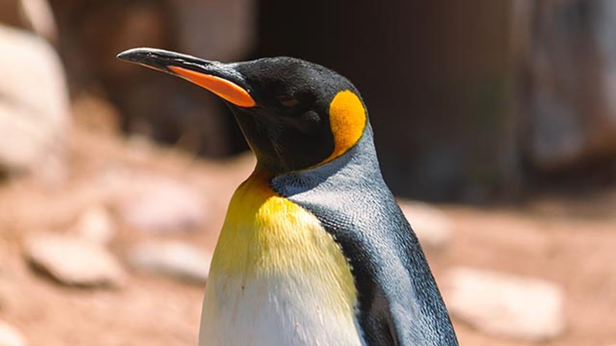 aspectos curiosos pinguinos 1