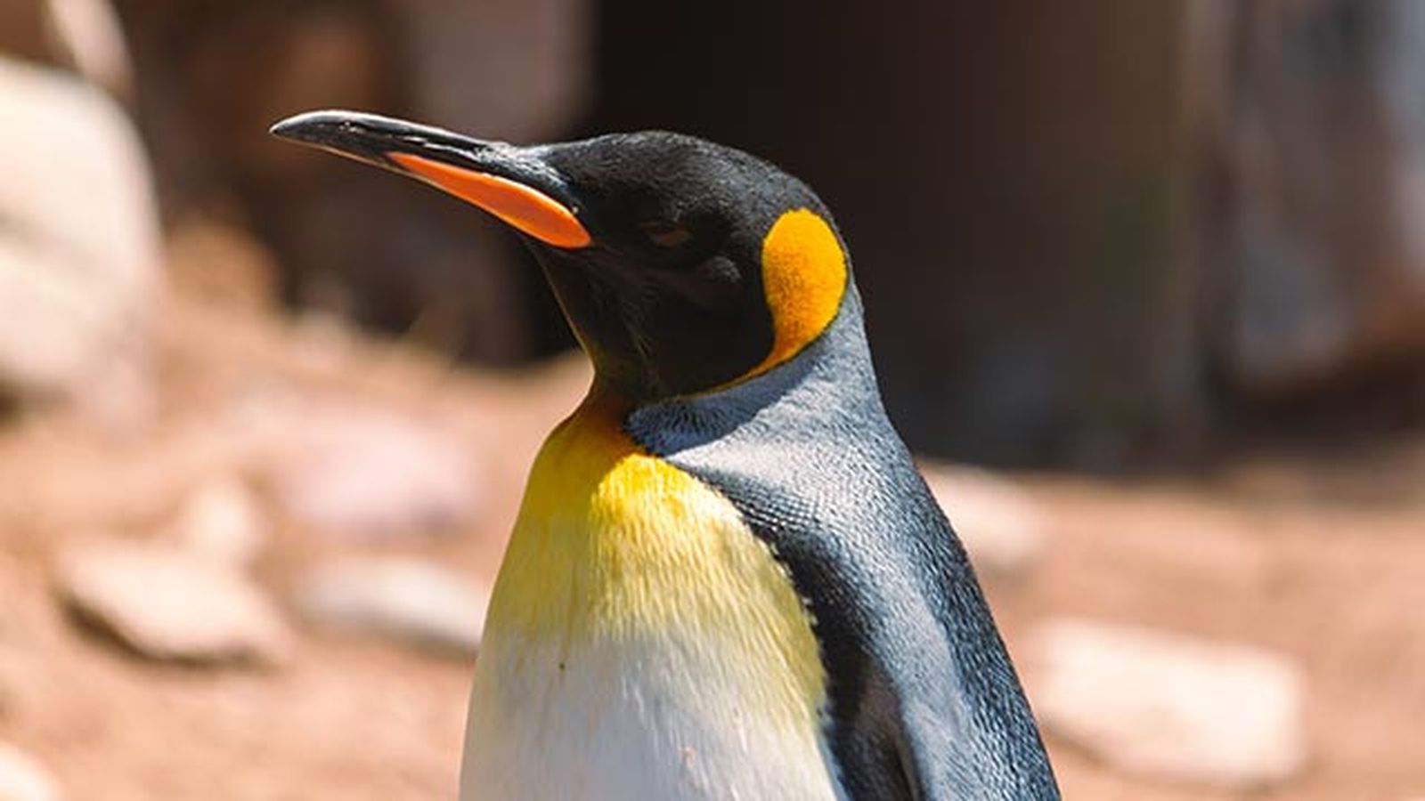 aspectos curiosos pinguinos 1 aspectos curiosos pinguinos 1