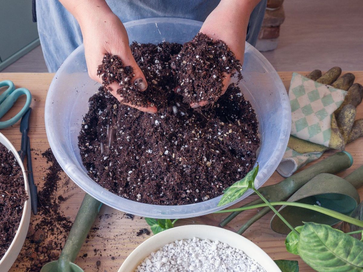 Un tercio de la mezcla debe ser de tierra nueva