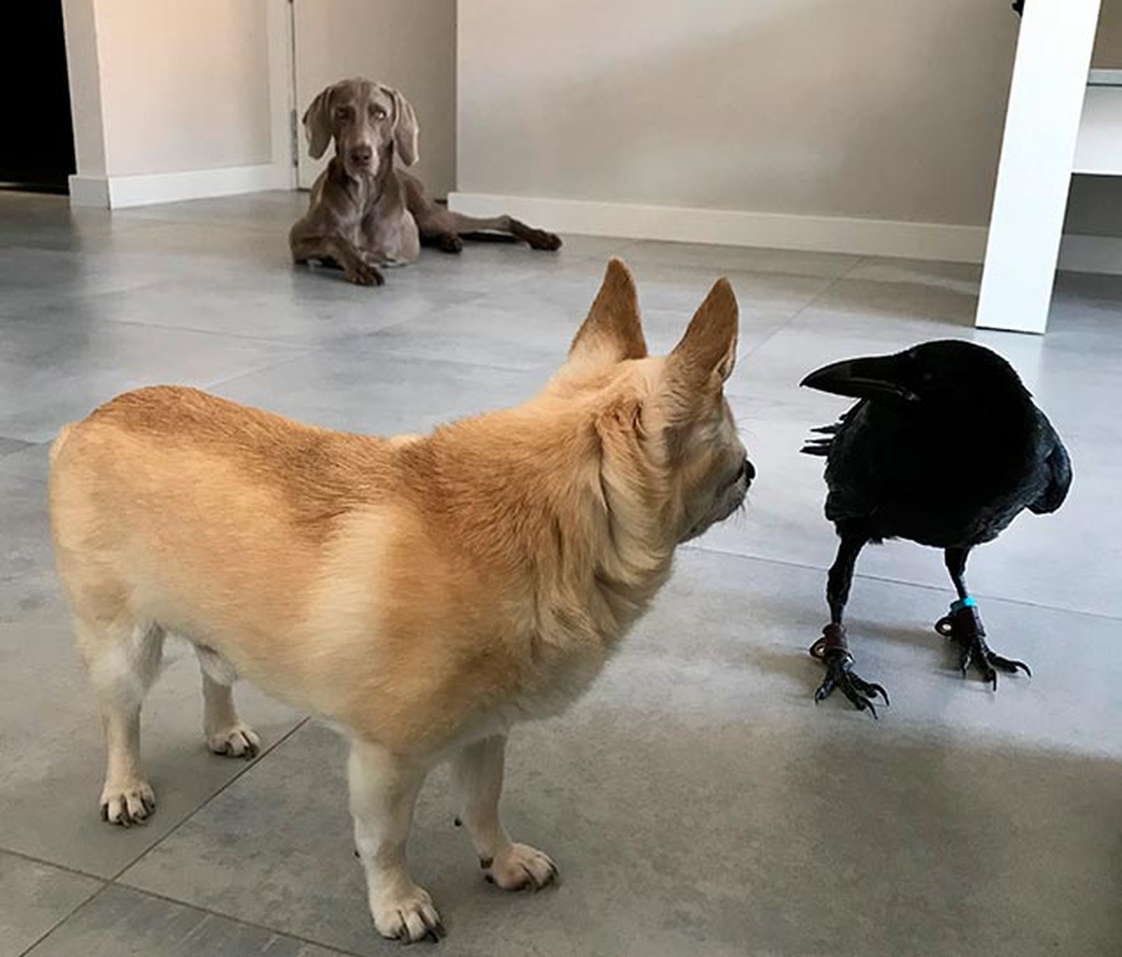 vanta cuervo mascota 7 vanta cuervo mascota 7