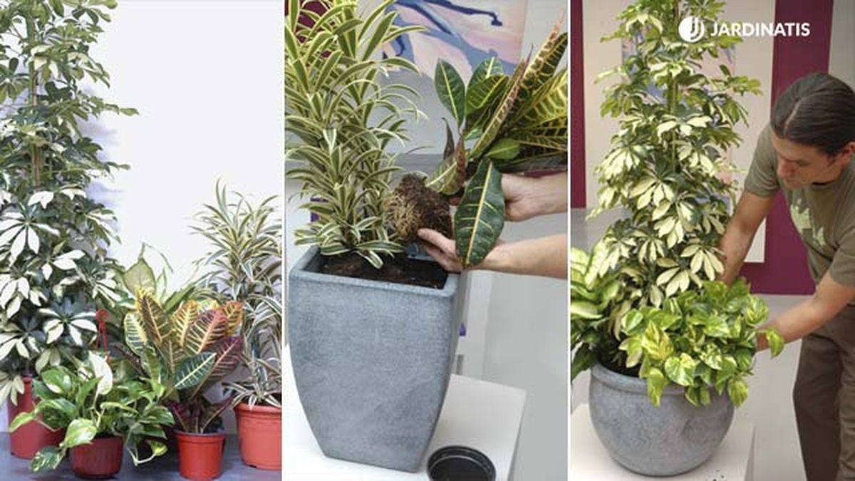 composicion plantas follaje variegado amarillo deco 128 jardinatis