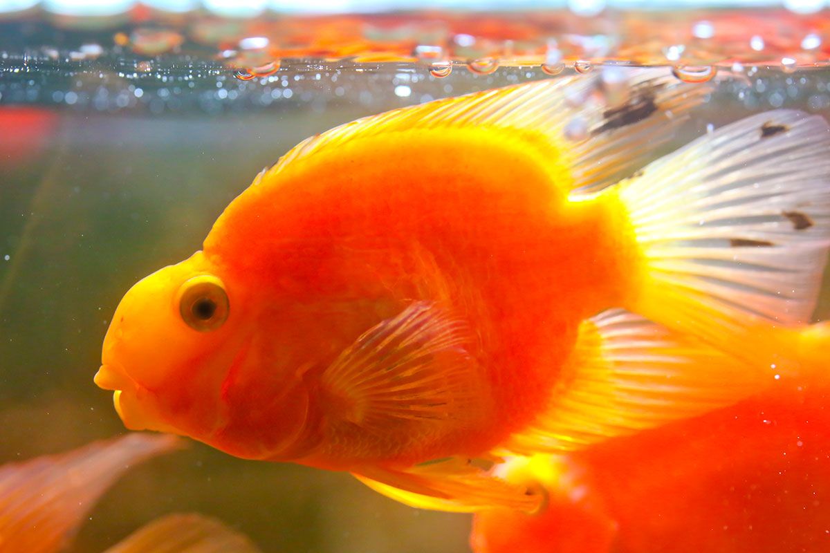 peces tropicales acuario agua dulce pez pico loro