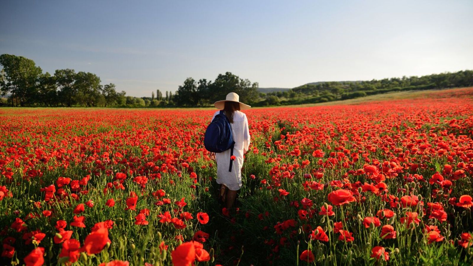 campos amapolas mas bellos de espana campos amapolas mas bellos de espana
