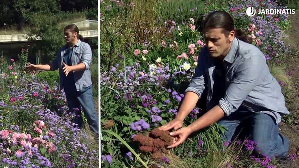 parterre otonal plantas flor temporada sedum spectabile deco 708