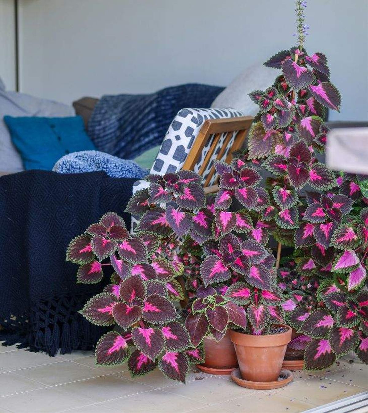 plantas rosas nombre fotos