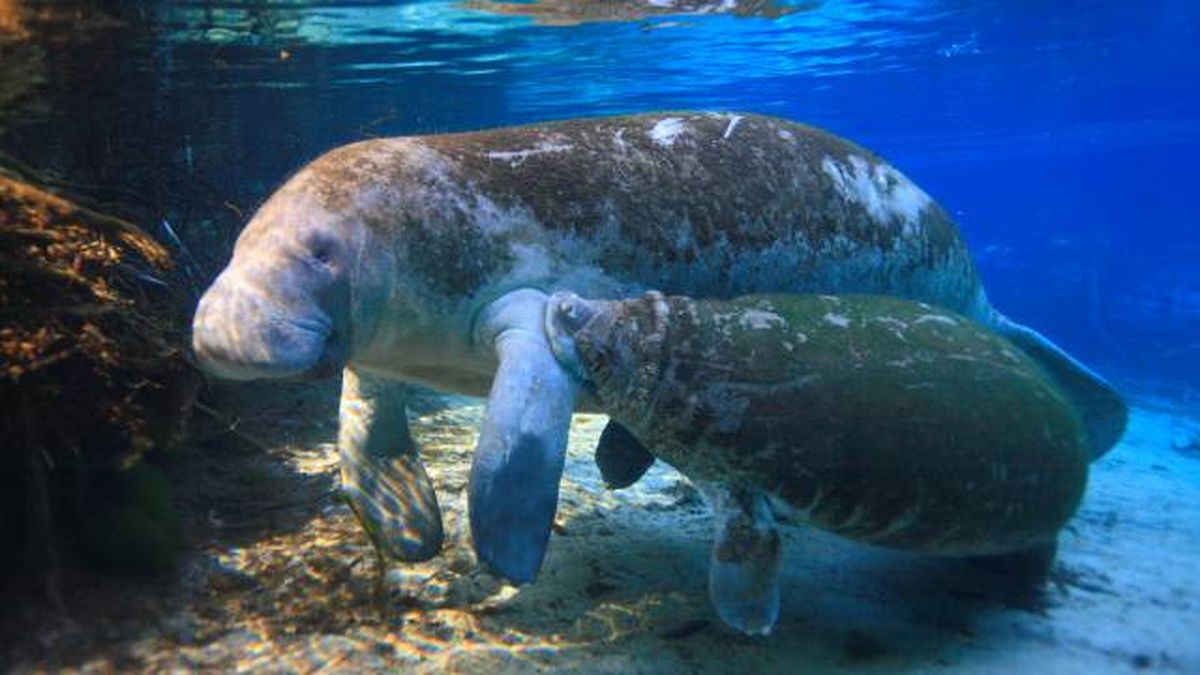 animales que empiezan por M manati