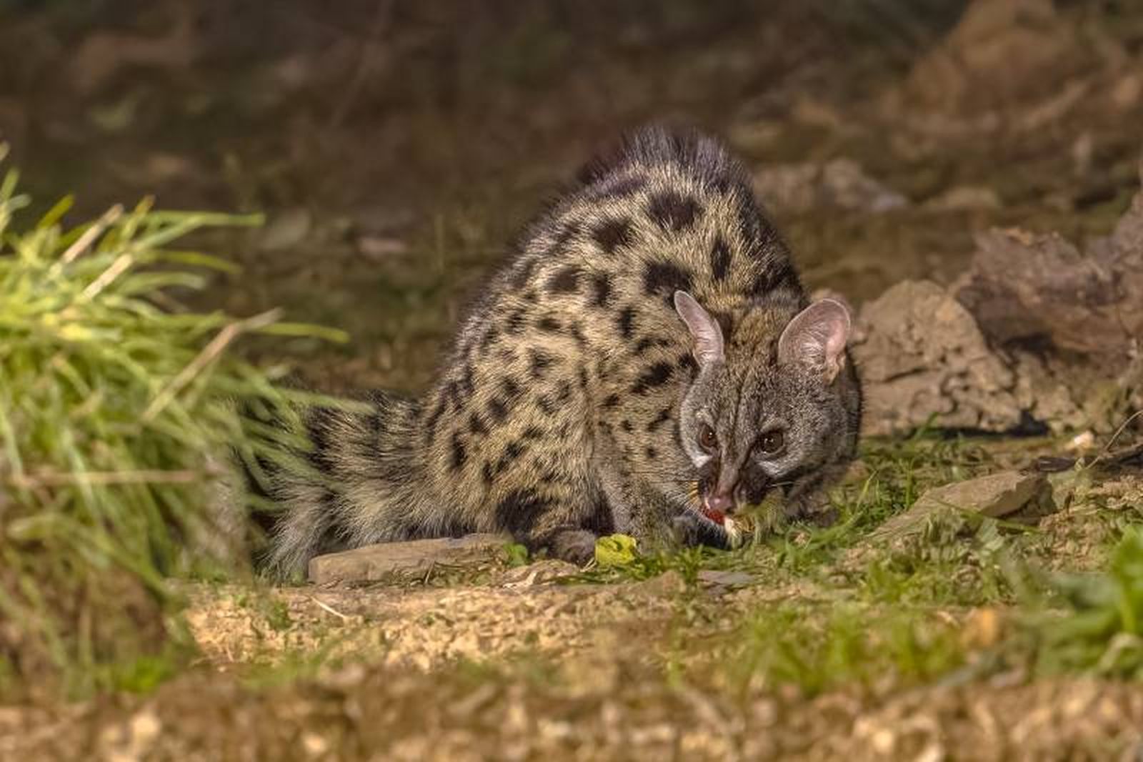 Las jinetas son animales de tamaño pequeño a mediano, con un cuerpo alargado. Las jinetas son animales de tamaño pequeño a mediano, con un cuerpo alargado.