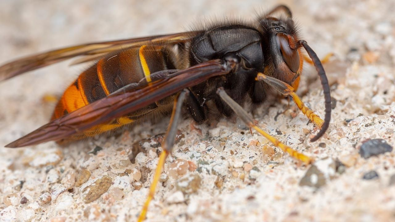 avispa asiatica 1 avispa asiatica 1