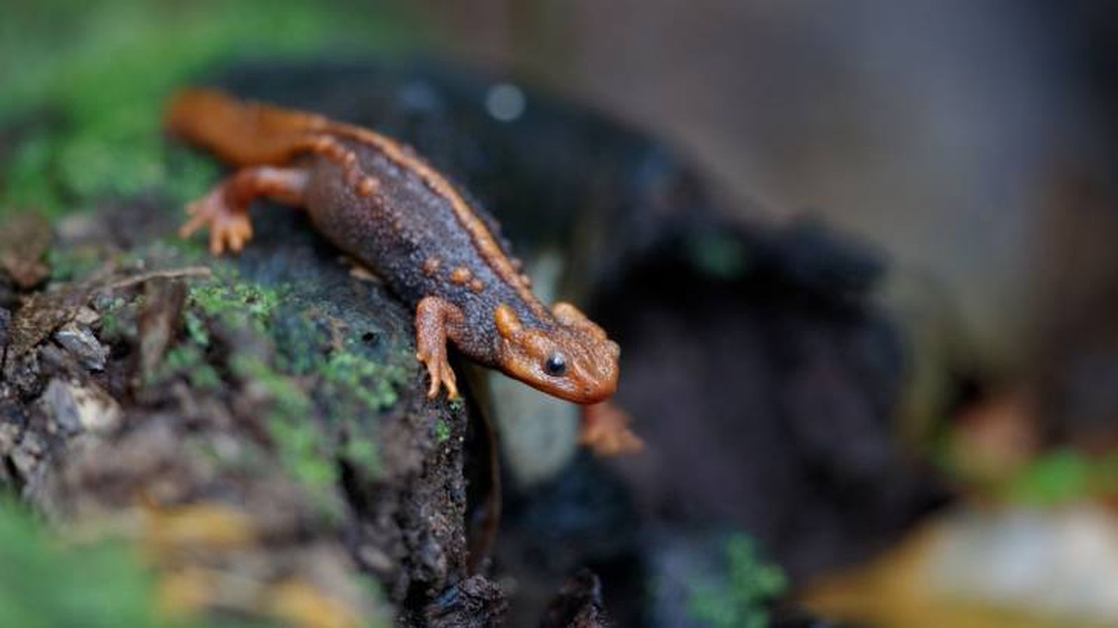 triton himalaya anfibios