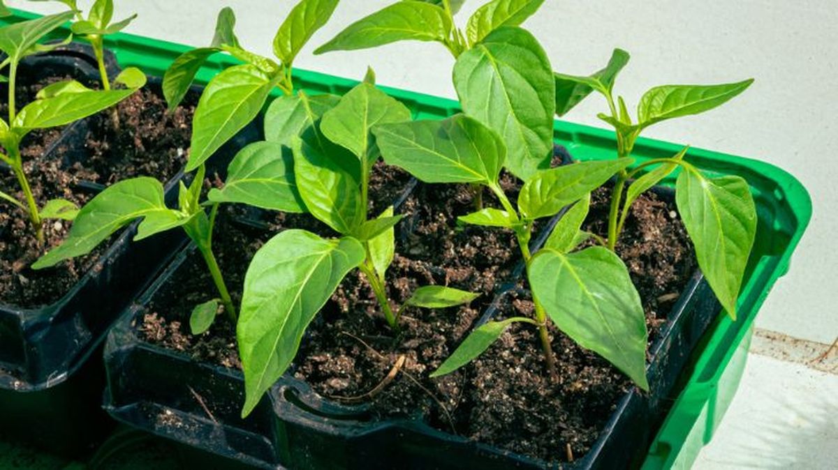 Semillero con planteles de pimientos
