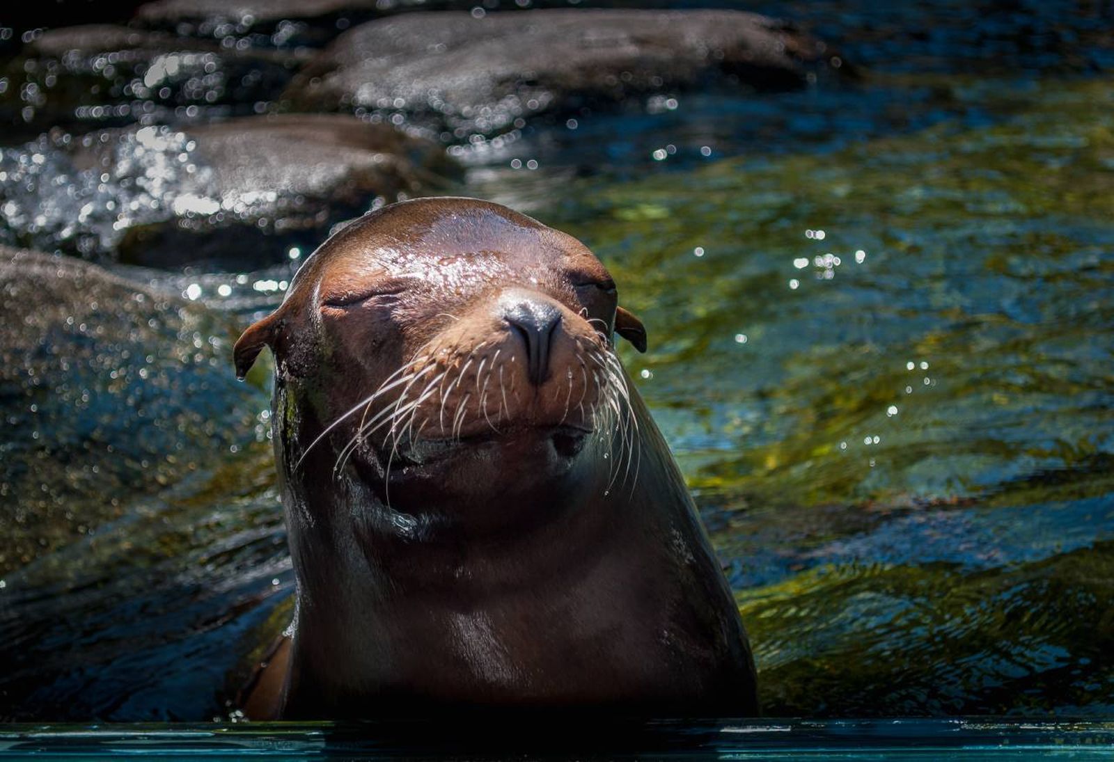 Es extremadamente difícil y poco ético tener una foca como compañera.