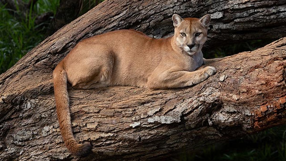 puma leon americano 3 trepado arbol