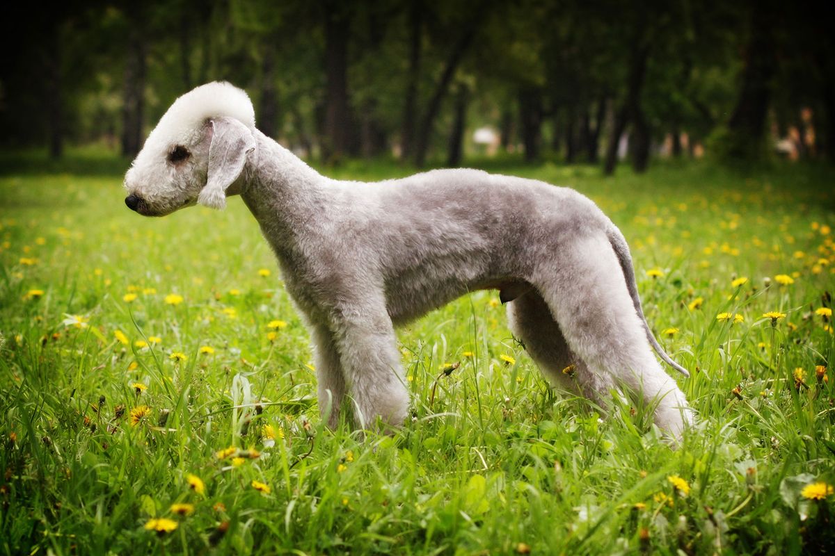 perros ingleses Bedlington Terrier