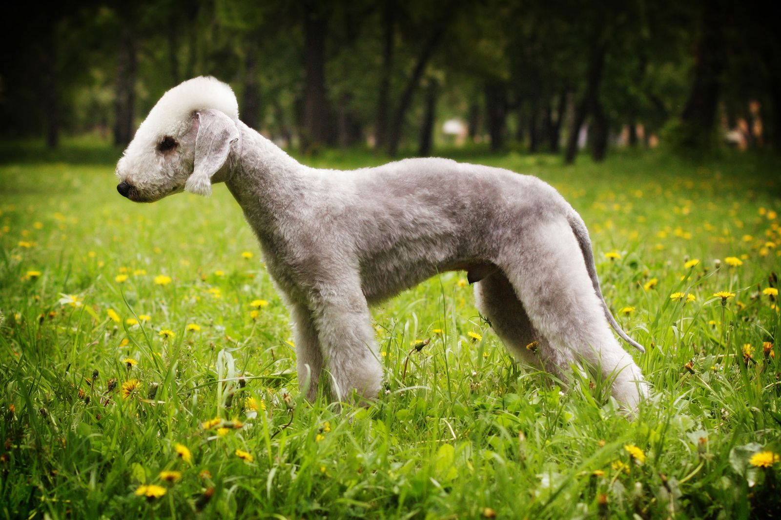 perros ingleses Bedlington Terrier perros ingleses Bedlington Terrier